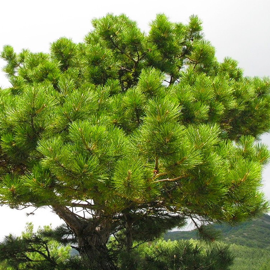 Саджанці Сосни Палласа (Кримська) (Pinus pallasiana) 7 - річна С45