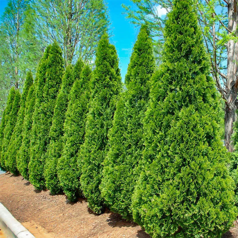 Саджанці Туї західної Смарагд (Thuja occidentalis Smaragd) - 5-річна С7.5