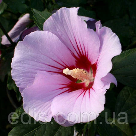 Гібіскус сирійський Pink Flirt (Пінк Флірт) контейнер 1 л, фото 1