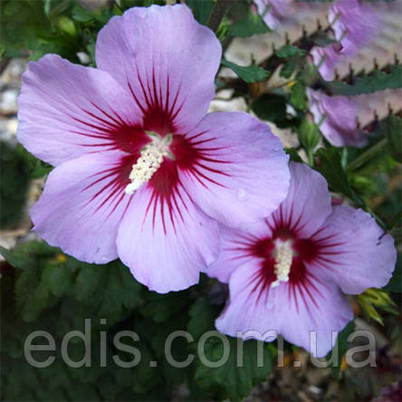 Гібіскус сирійський Pink Flirt (Пінк Флірт) контейнер 1 л, фото 2