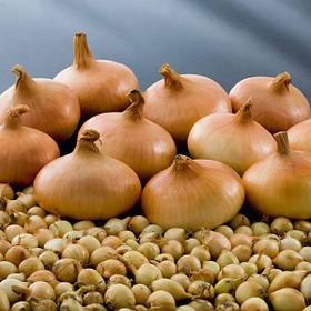 Цибуля сіянка Штутгартер Стенфілд озимий 500 г фракція 10/21 BROER