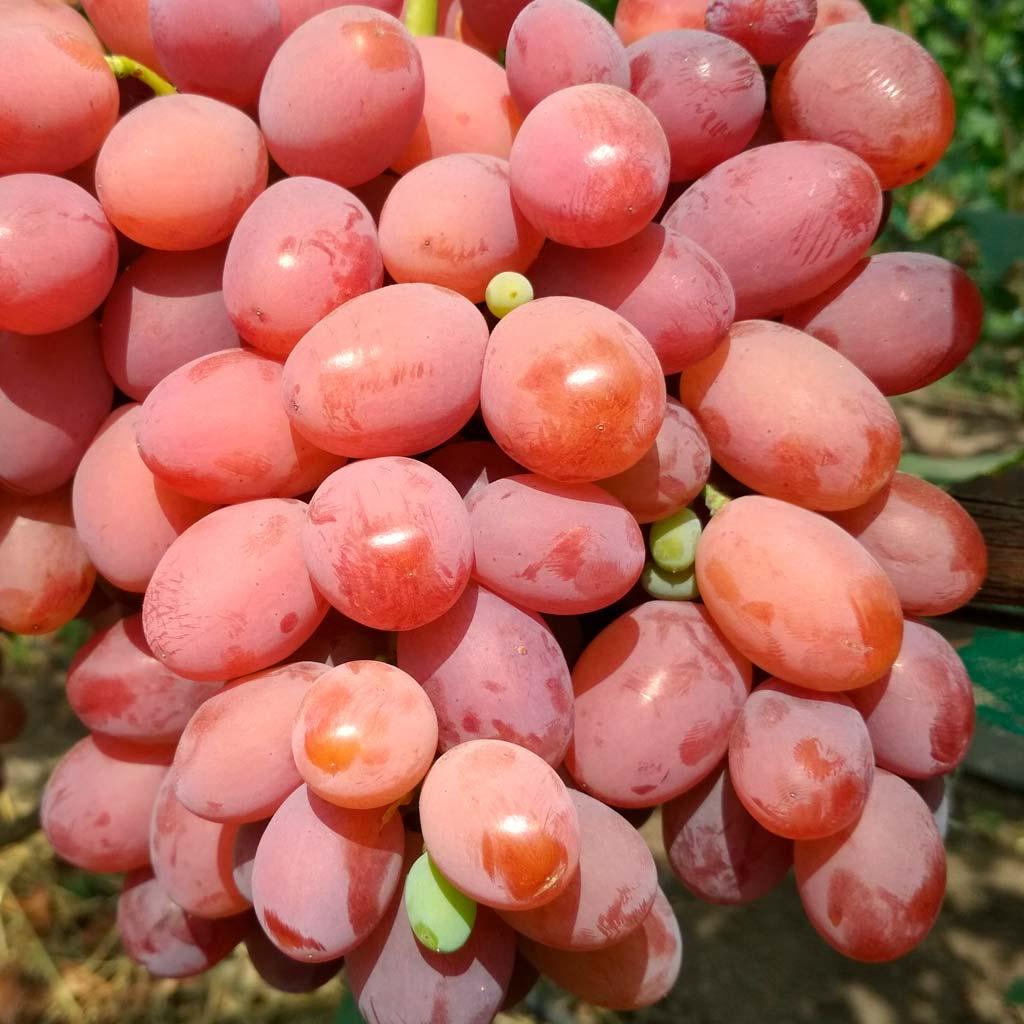 Саджанці столового винограду Фантазія - раннього терміну, урожайний, зимостійкий, фото 1