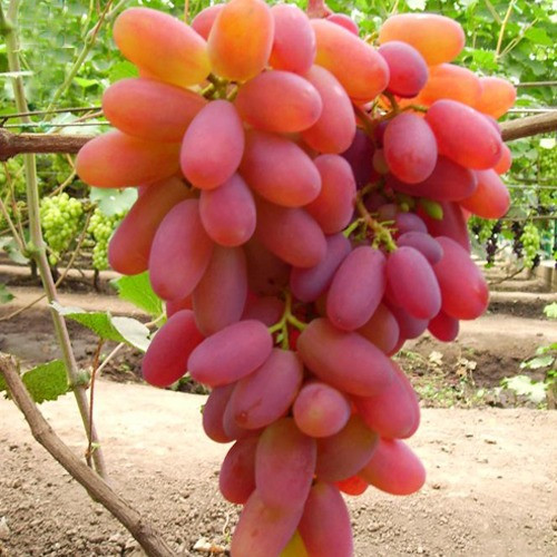 Саджанці столового винограду Писанка - дуже раннього терміну, урожайний, зимостійкий, фото 1