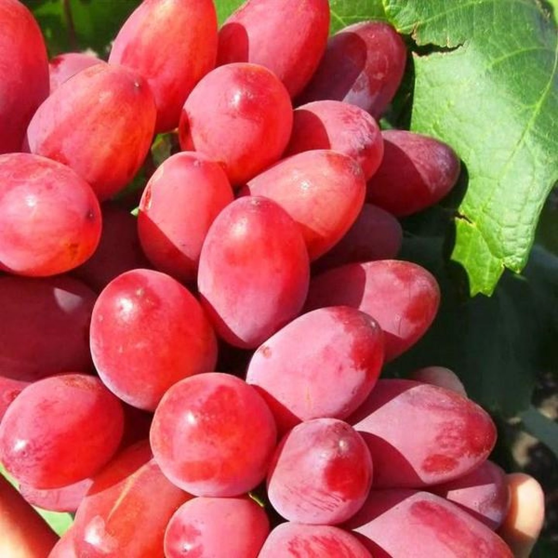 Саджанці столового винограду Анюта Рання - раннього терміну, урожайний, зимостійкий, фото 1