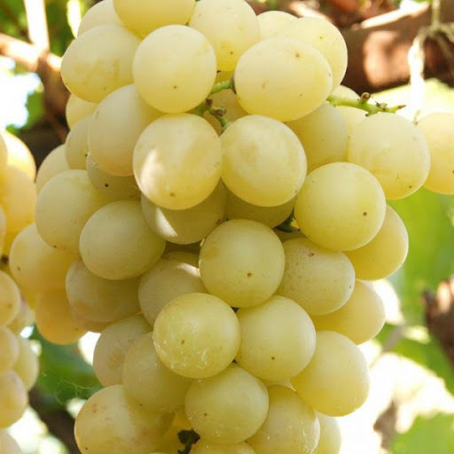 Саджанці Винограду Квадро - раннього терміну, великоплідний, урожайний