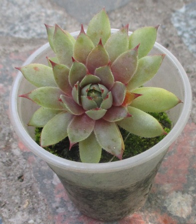 Молоділо Сер Вільям Лавренцій. Розетка в контейнері Д5., фото 1