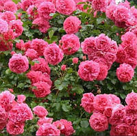 Роза Розовая Жемчужина