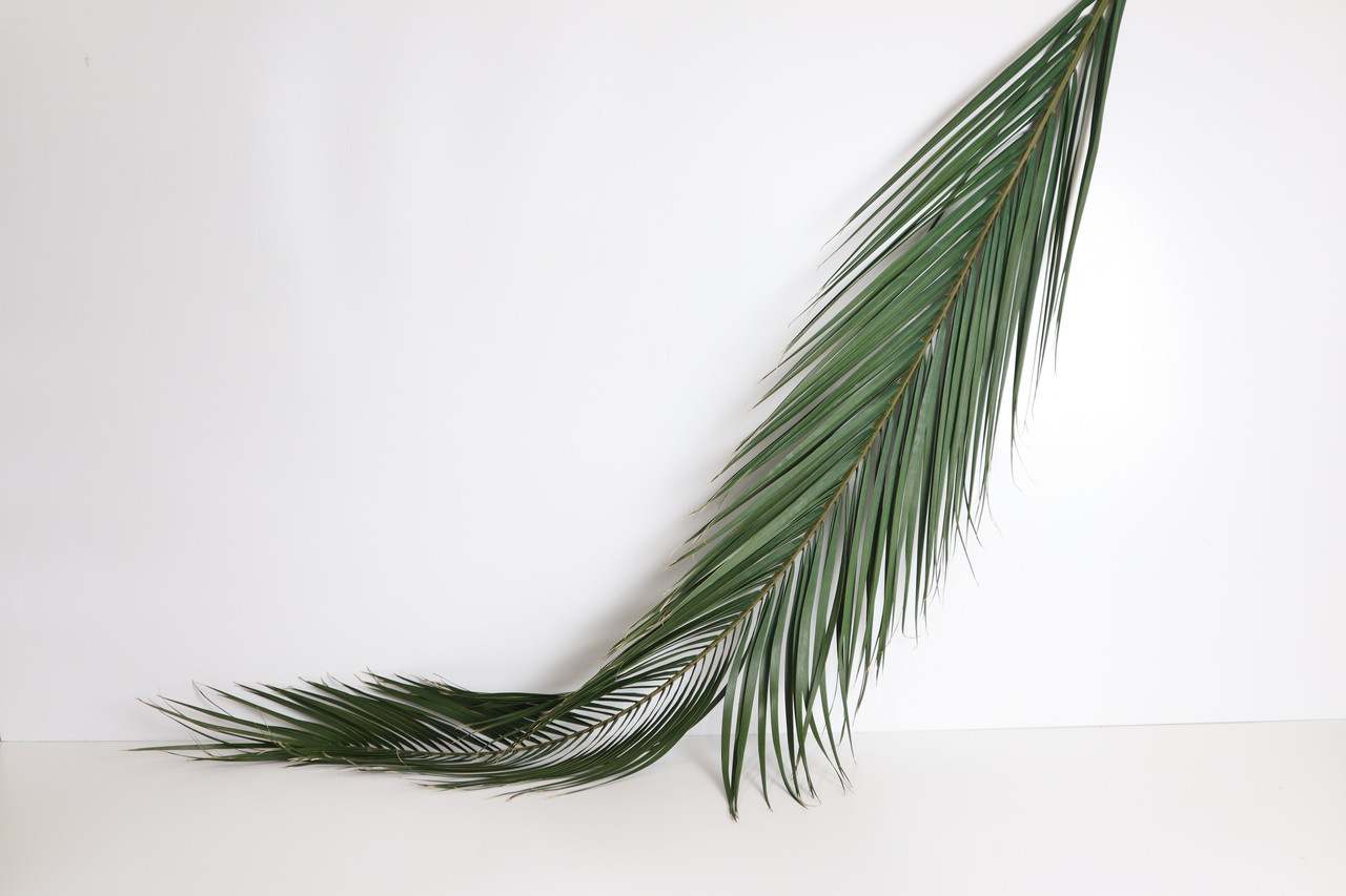 Стабілізовані гілки пальми Фенікс, фото 1