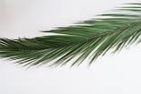 Стабілізовані гілки пальми Фенікс, фото 2