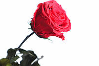 Червона Стабілізована троянда зі стеблом 7-8 см, 1 шт
