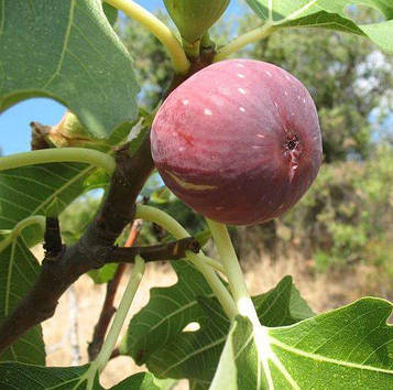 Π‘Π°Π΄ΠΆΠ°Π½ΡΡ ΡΠ½ΠΆΠΈΡΡ Π‘Π°Π±ΡΡΡΠΈΡ Π ΠΎΠΆΠ΅Π²Π° - ΡΠ΅ΡΠ΅Π΄Π½ΡΠΉ, ΡΠ°ΠΌΠΎΠΏΠ»ΠΎΠ΄ΠΎΠ²ΠΈΠΉ, ΡΠΎΠ»ΠΎΠ΄ΠΊΠΈΠΉ