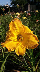 Лілейник Orange Nassau Оранж Нассау (heemskerk 2011) (сажники)