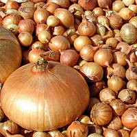 Лук севок озимый Штутгартер Ризен мешок ( до 10 кг ) фракція 8/16 Triumfus Onion Products
