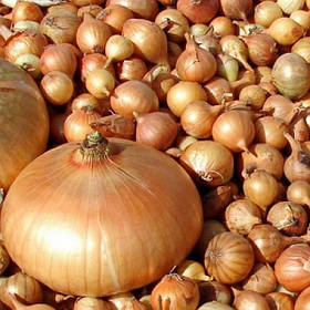 Лук совок озимовий Штутгартер Різен мішок (до 10 кг) фракцея 8/16 Triumfus Onion Products