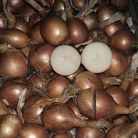 Лук севок Шекспір озимий мішок (до 10 кг) Фракція 8/16 Triumfus Onion Products