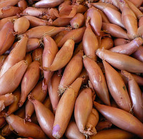Лук севок Бамбергер озимий мішок (до 10 кг) фракція 8/16 Triumfus Onion Products