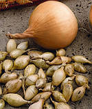 Озима цибуля сіянка Радар (Рейдер) мішок ( до 10 кг) фракція 10/21 BROER, фото 2