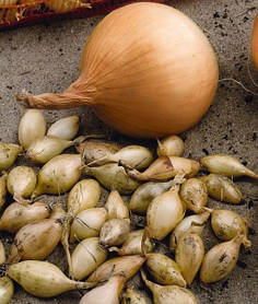 Озима цибуля сіянка Радар (Рейдер) 500 г фракція 10/21 BROER