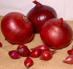 Озима цибуля сіянка Ред Барон 500 г фракція 8/21 Triumfus Onion Products