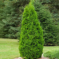 Саженцы Туи Восточной Пирамидалис (Thuja orientalis Pyramidalis) Р9