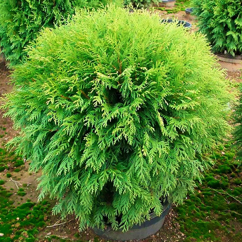 Саджанці Туї західної Вудварді (Thuja occidentalis Woodwardii) С1