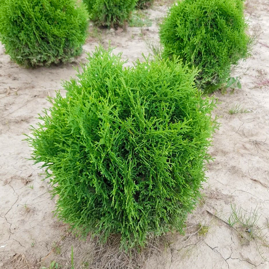 Саджанці Туї західної Кобольд (Thuja occidentalis Kobold) Р9
