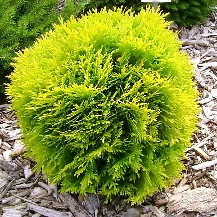 Саджанці Туї західної Даніка Ауреа (Thuja occidentalis Danica Aurea) Р9