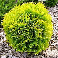 Саженцы Туи западной Даника Ауреа (Thuja occidentalis Danica Aurea) Р9