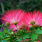 Саджанці Альбіції ленкоранської або ленкоранська акація (Albizia julibrissin), фото 2