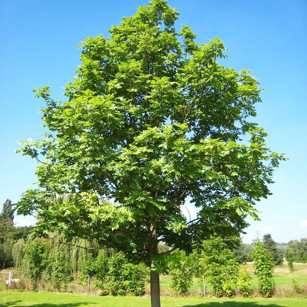 Саджанці Ясена звичайного (Fraxinus excelsior)