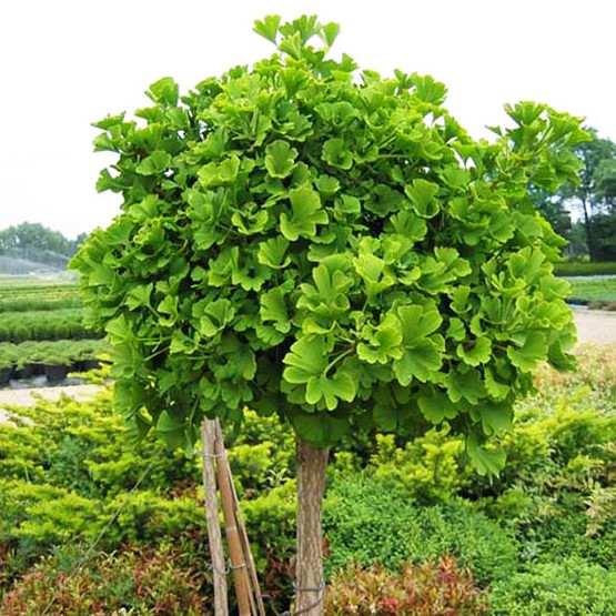 Саджанці Гінкго Білоба (Ginkgo biloba) С1