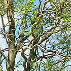 Саджанці Верби Мацуда, Мацудана (Salix matsudana) Р9, фото 5