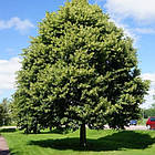 Саджанці Липи крупнолистної (Tilia platyphyllos), фото 2