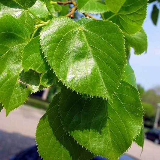 Саджанці Липи крупнолистної (Tilia platyphyllos)