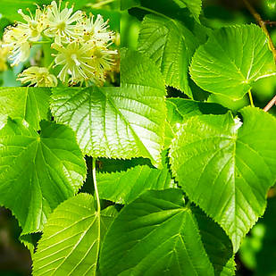 Саджанці Липи дрібнолистної (Tilia cordata)