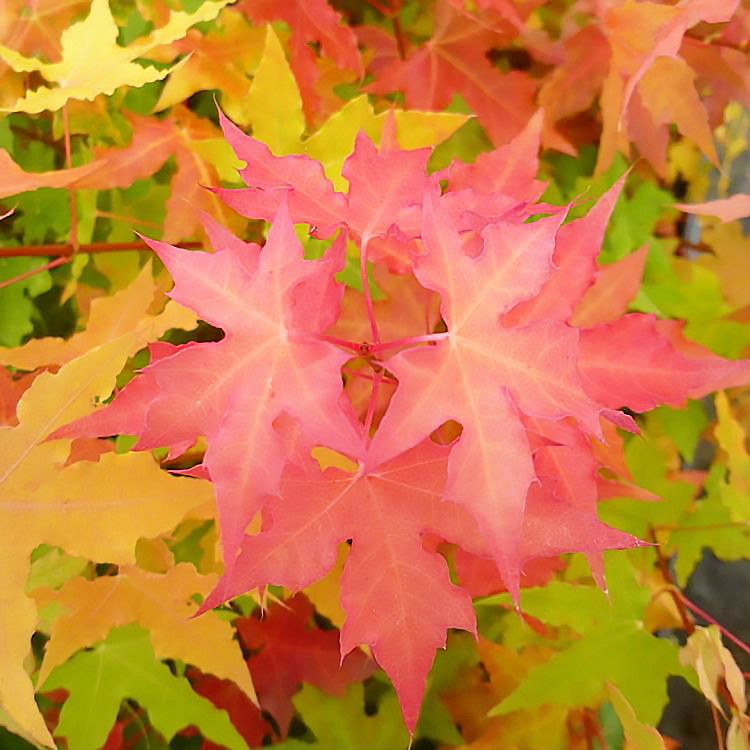 Саджанці Клена усіченого (Acer truncatum) Р9, фото 1