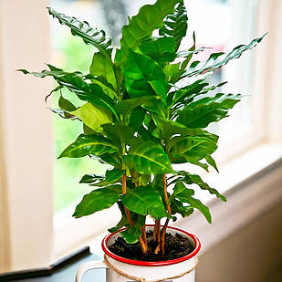 Саджанці Кави Арабіка (Coffea arabica) Р9