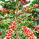 Саджанці Кави Арабіка (Coffea arabica) Р9, фото 2