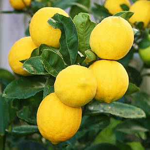 Саджанці лимона Київський Великоплідний - ранній, дуже великий, урожайний