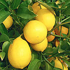 Саджанці Лимона Майкопський (Maikop) 2-х річний - запашний, кисло-солодкий, ремонтантний С2, фото 2