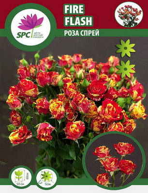 Троянда бордюрна, спрей Flash Fire, фото 2