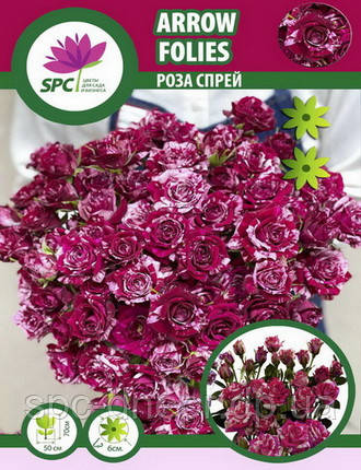 Роза бордюрна, спрей Arrow Folies