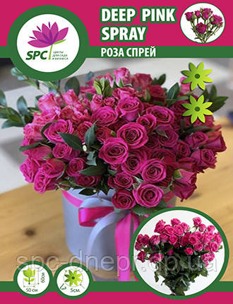Роза бордюрна, спрей Abra Spray