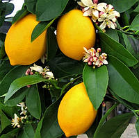Саженцы Лимона Дженоа - урожайный, кисло-сладкий, низкорослый