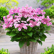 Гортензія Доппіо Роза / Р12 / Hydrangea Doppio Rosa