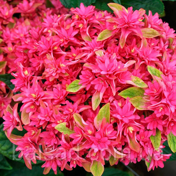 Гортензія Принцеса Діана / Р12 / Hydrangea Princess Diana
