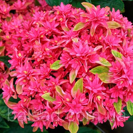 Гортензія Принцеса Діана / Р12 / Hydrangea Princess Diana, фото 1