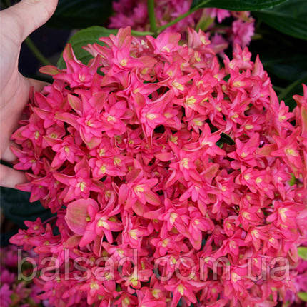 Гортензія Принцеса Діана / Р12 / Hydrangea Princess Diana, фото 3