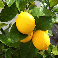 Саджанці лимона Флорентіна - ремонтантний, невибагливий, ароматний