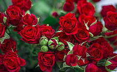 Мірабель - саджанці троянди спрей.